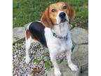 Adopt Judge a Tricolor (Tan/Brown & Black & White) Beagle / Mixed dog in