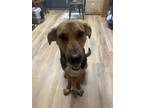 Adopt Coors a Black - with Brown, Red, Golden, Orange or Chestnut Foxhound /
