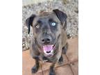 Adopt ELVIRA MISTRESS OF THE DARK a Black Labrador Retriever / Mixed dog in