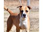 Adopt Deja/Roxy a Brown/Chocolate American Pit Bull Terrier / Mixed dog in