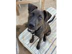 Adopt Chip2 a Labrador Retriever / Mixed dog in Dallas, TX (38725162)