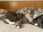 Adopt Lefty Cuate a Domestic Mediumhair / Mixed cat in San Antonio