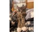 Adopt Shadow a Domestic Mediumhair / Mixed cat in San Antonio, TX (38608778)