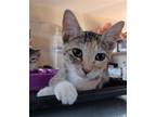 Adopt Tan a Domestic Shorthair / Mixed cat in San Antonio, TX (38634364)