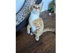 Adopt Brad Kitt a Black & White or Tuxedo Domestic Shorthair / Mixed cat in San