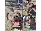 Adopt LouLou a Gray/Silver/Salt & Pepper - with White Staffordshire Bull Terrier