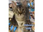 Adopt Habanero ( Hobie ) a Domestic Shorthair / Mixed (short coat) cat in