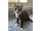 Adopt Atlas a Gray, Blue or Silver Tabby Domestic Shorthair / Mixed (short coat)