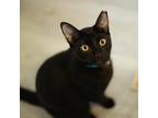 Adopt Jasper a All Black Domestic Shorthair (short coat) cat in Palo Alto