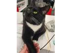 Adopt Luna Bean a Black & White or Tuxedo Domestic Shorthair / Mixed cat in