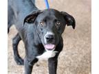Adopt AJ a Black - with White Labrador Retriever / Mixed dog in CARISLE