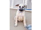 Adopt Jordan a Tan/Yellow/Fawn - with Black Labrador Retriever / Black Mouth Cur