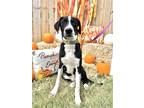 Adopt Randy a Black - with White Labrador Retriever / Mixed dog in CARISLE