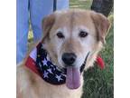 Adopt Ben a Red/Golden/Orange/Chestnut Golden Retriever / Mixed dog in St Louis