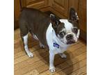 Adopt Buster Keaton a Brown/Chocolate - with White Boston Terrier / Mixed dog in