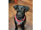 Adopt MOLLY a Black Labrador Retriever / Mixed dog in Olive Branch