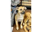 Adopt LILY a Tricolor (Tan/Brown & Black & White) Beagle / Mixed dog in Olive