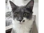 Adopt Cayenne a Gray or Blue Domestic Mediumhair / Mixed cat in Winchester