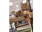 Adopt Bonnie a Brown Tabby Domestic Shorthair / Mixed (short coat) cat in