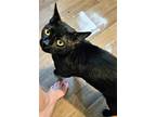 Adopt Darkmode a All Black Domestic Shorthair / Mixed (short coat) cat in