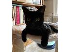 Adopt Stirling a All Black Domestic Shorthair / Mixed (short coat) cat in