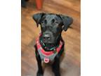 Adopt MOLLY a Black Labrador Retriever / Mixed dog in Harrisburg, VA (38685798)