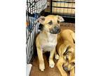 Adopt LILY a Tricolor (Tan/Brown & Black & White) Beagle / Mixed dog in