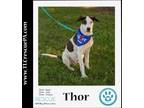 Adopt Thor (Superhero Crew) 071523 a White - with Black Shepherd (Unknown Type)