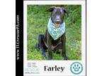 Adopt Farley (Lovable Leys) 071523 a Black Labrador Retriever / Shepherd