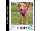 Adopt Electra (Superhero Crew) 071523 a Tan/Yellow/Fawn - with White Shepherd