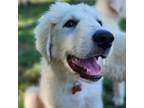 Adopt Sparkler a White Great Pyrenees / Mixed dog in Tulsa, OK (38732443)