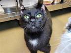 Adopt Sailor a Black (Mostly) Domestic Shorthair / Mixed cat in Millersville