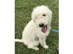 Adopt Nitro a White Labrador Retriever / Poodle (Standard) / Mixed dog in