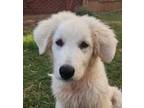 Adopt Shade a White Great Pyrenees / Mixed dog in Tulsa, OK (38749615)