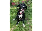 Adopt Bella Rose a Black - with White Labrador Retriever / Mixed dog in
