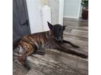 Adopt Misty a Brindle Dutch Shepherd / Belgian Malinois / Mixed dog in