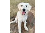 Adopt Confetti a White Great Pyrenees / Mixed dog in Tulsa, OK (38687265)
