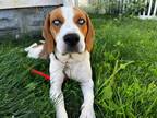 Adopt Cookie a Tricolor (Tan/Brown & Black & White) Beagle / Mixed Breed