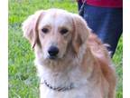 Adopt ADOPTION PENDING Indy- 9m Neuter Contract $675 a Red/Golden/Orange/Ches...
