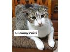 Adopt Ms. Purrs aka Bunny a Manx / Mixed cat in San Antonio, TX (38888001)