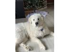 Adopt Yeti a White Great Pyrenees dog in Crosby, MN (38802983)