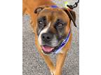 Adopt Abel a Boxer / Mixed dog in Darlington, SC (38774703)