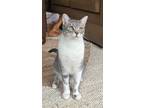 Adopt Nallah23 a Domestic Shorthair / Mixed (short coat) cat in Youngsville