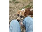 Adopt Frannie a American Pit Bull Terrier / Mixed dog in Brownwood
