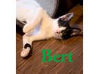 Adopt Bert (FCID# 08/03/2023- 159) a Black & White or Tuxedo Domestic Shorthair