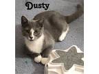 Adopt Dusty (FCID# 06/19/2023 - 16 Brookhaven Foster) C a Gray or Blue (Mostly)