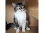 Adopt Mogwai a Domestic Longhair / Mixed (short coat) cat in Fayetteville