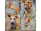 Adopt Roscoe a Merle Catahoula Leopard Dog / German Pinscher / Mixed dog in