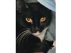 Adopt Sage a Domestic Short Hair