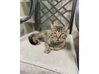 Adopt Meyer a Domestic Shorthair / Mixed (short coat) cat in Rome, GA (38851449)